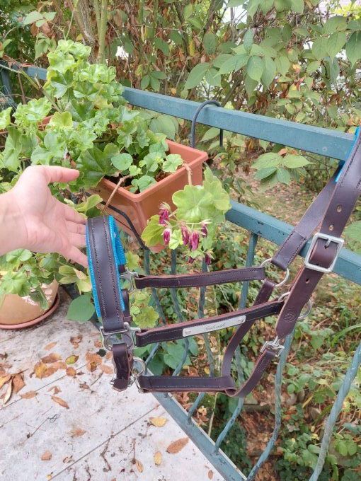 Licol en cuir avec rembourrage